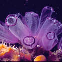 Purple Lightbulb Tunicates
