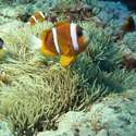 Oman Anemonefish