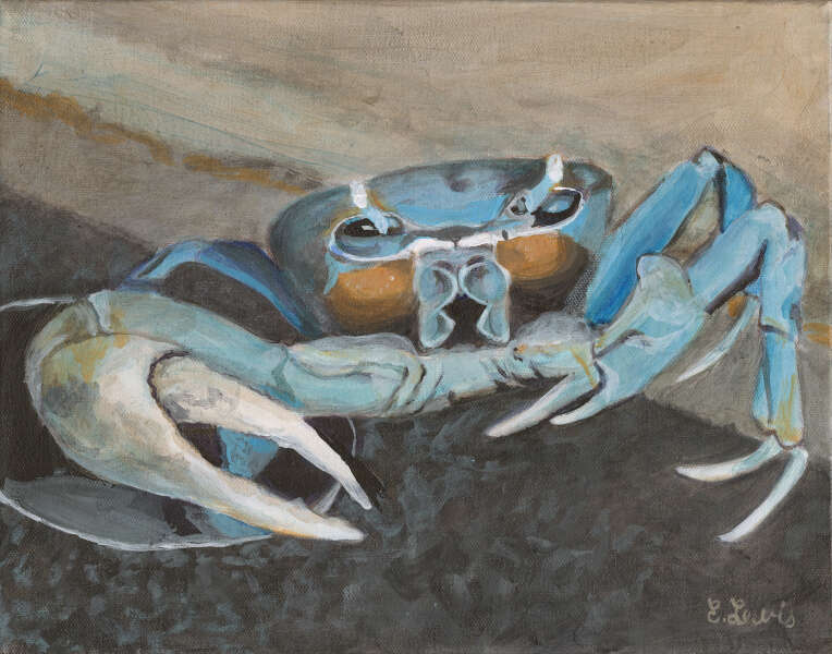 Blue Crab