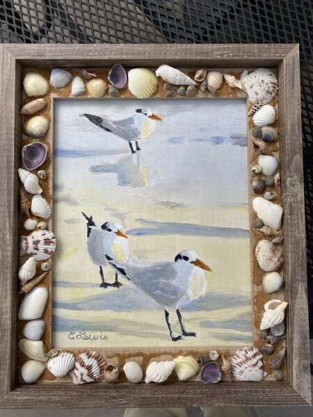 Tern,tern,tern with shells on the frame