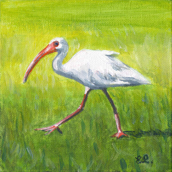 Ibis