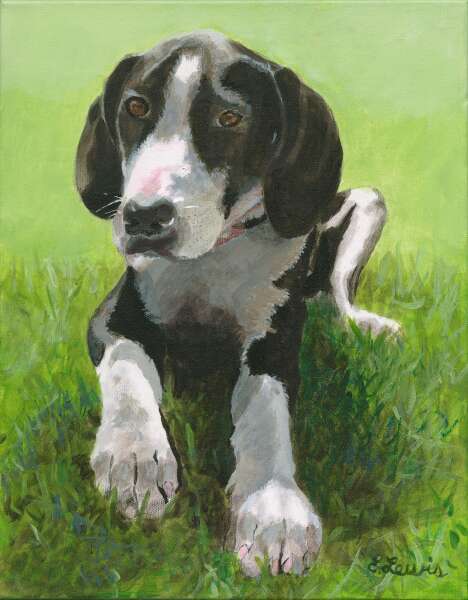 Dog in the grass