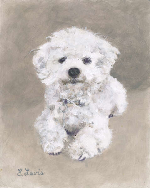 White Bischon
