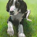 Dog in the grass