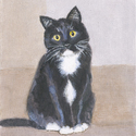Cute Black and White Kitty