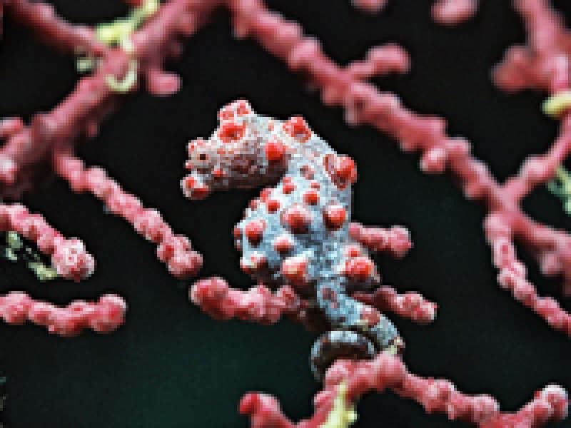 Pygmy Seahorse