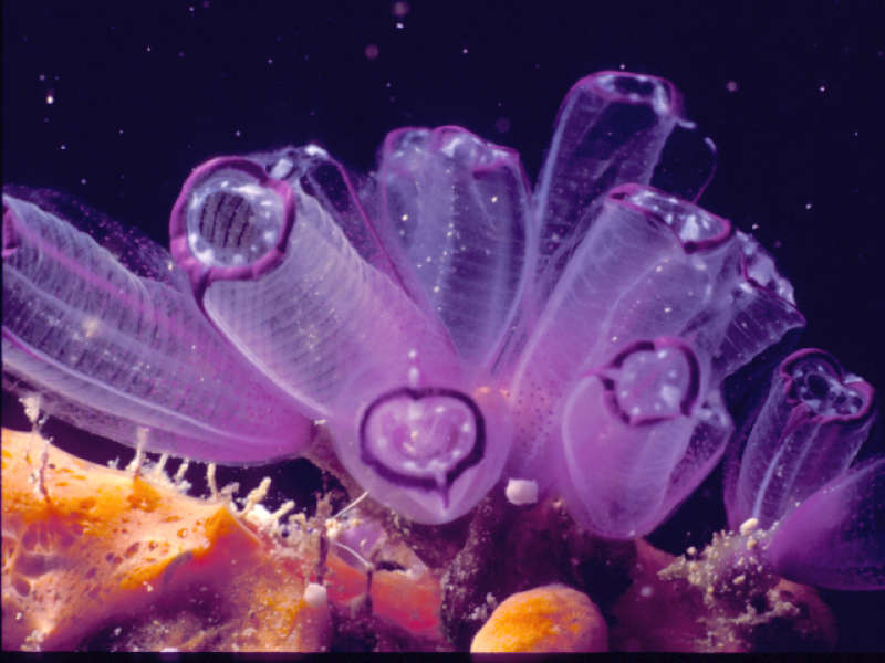 Purple Lightbulb Tunicates