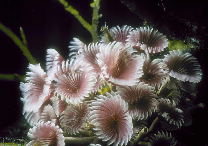 Flowers of the Sea