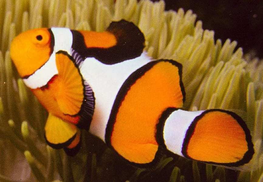 Nemo