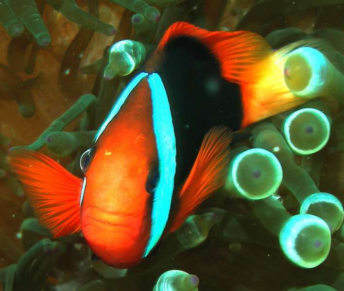 Red & Blsck Anemonefish