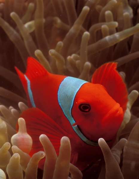 Spine Check Anemonefish