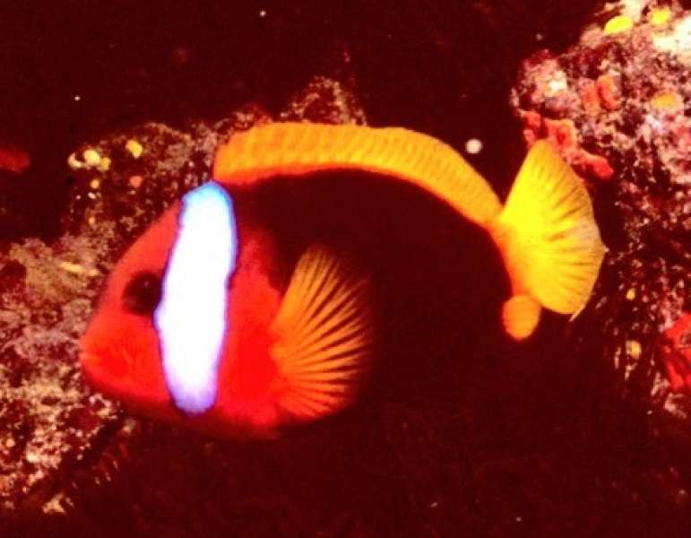 Tomato Anemonefish