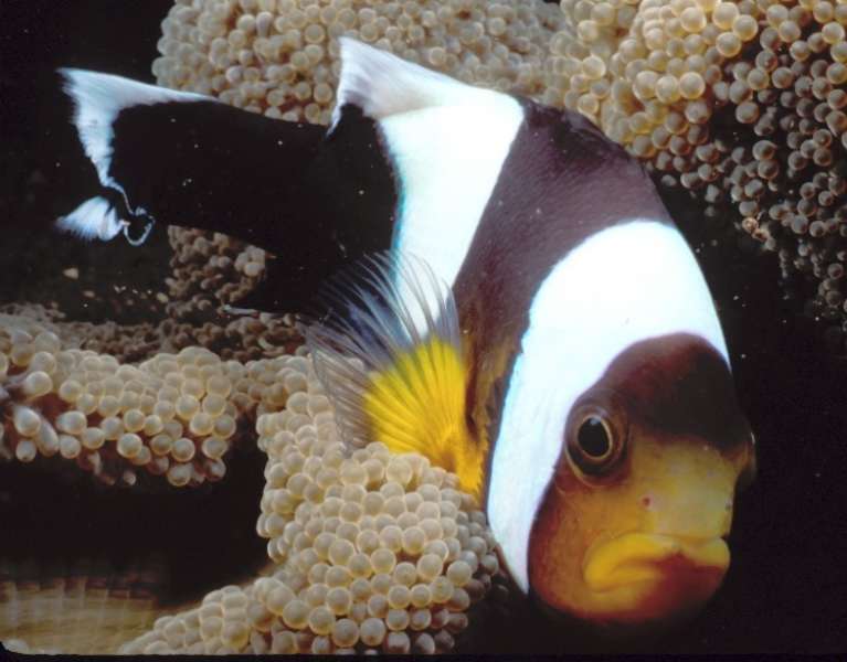 Saddleback Anemonefish