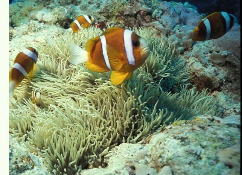 Oman Anemonefish or TwoBand