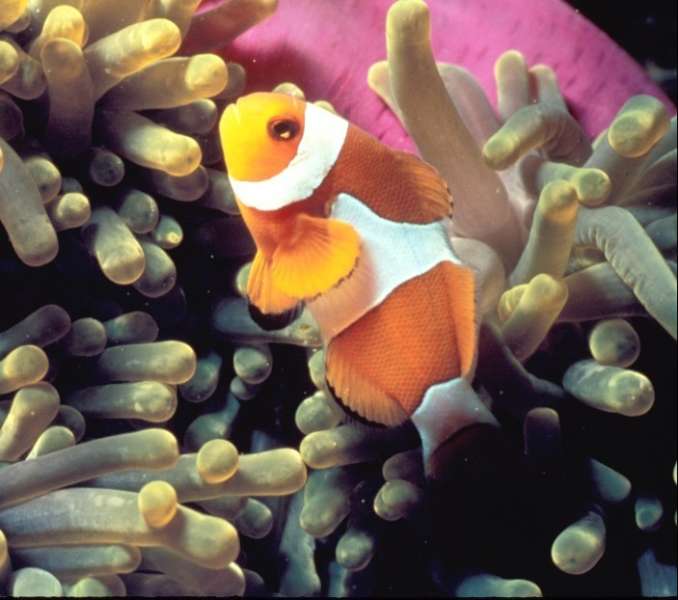 False clownfish