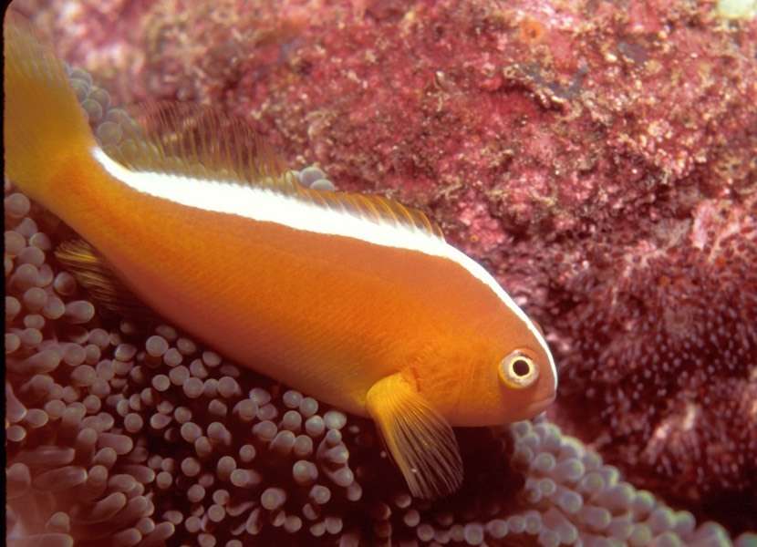 Orange anemonefish