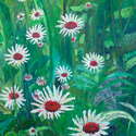 Daisies