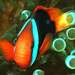 Black & Red Anemonefish